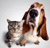 PetExpo Romania 2010�.totul pentru animalutul tau�un real succes!