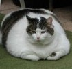 Obezitatea si anorexia  si agresivitatea la pisici