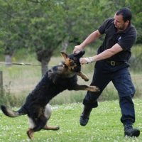 Un perro se come una persona de 2 metros