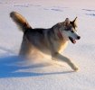 Malamutul de Alaska