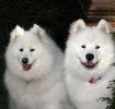 Rasa de caini Samoyed