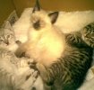 urgent! oferim spre adoptie 3 puiuti de pisica si pe mamica lor