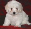Puppy jucausul