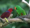 Inmultirea papagalilor Eclectus