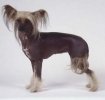 Cateii jucarie - Chinese Crested