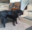 oferim spre adoptie un catel plin de energie si bland